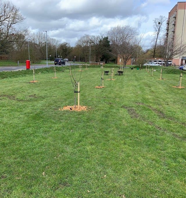 Community Orchard after pic 1.jpg
